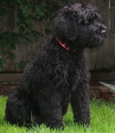 BKLACKY SOLO TIENE 5 MESE, Y ES UNA GRAN TERRIER RUSO NEGRO, PERO NO FIGURA EN VUESTRA CLASIFICACION